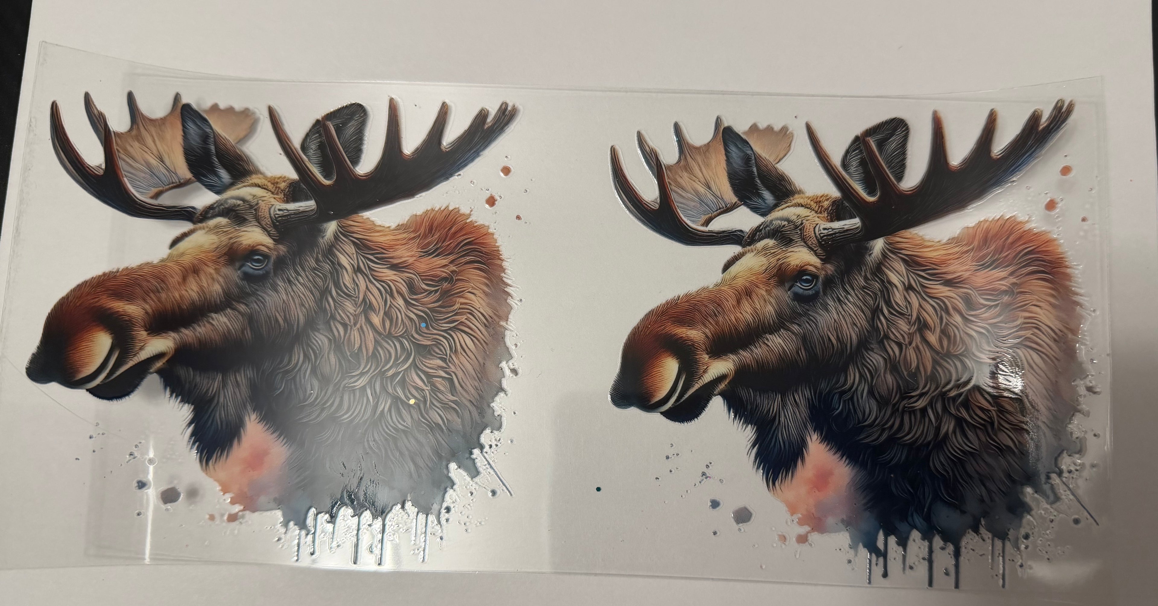 Moose